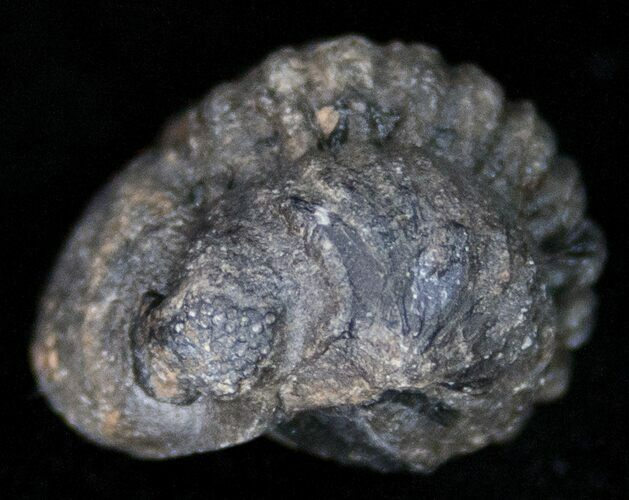 Bargain Enrolled Barrandeops (Phacops) Trilobite #11302